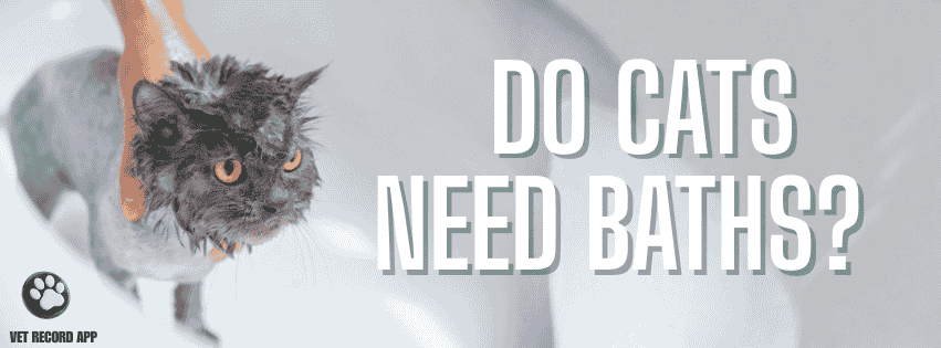 Do Cats Need Baths? The Golden Rules of Feline Hygiene